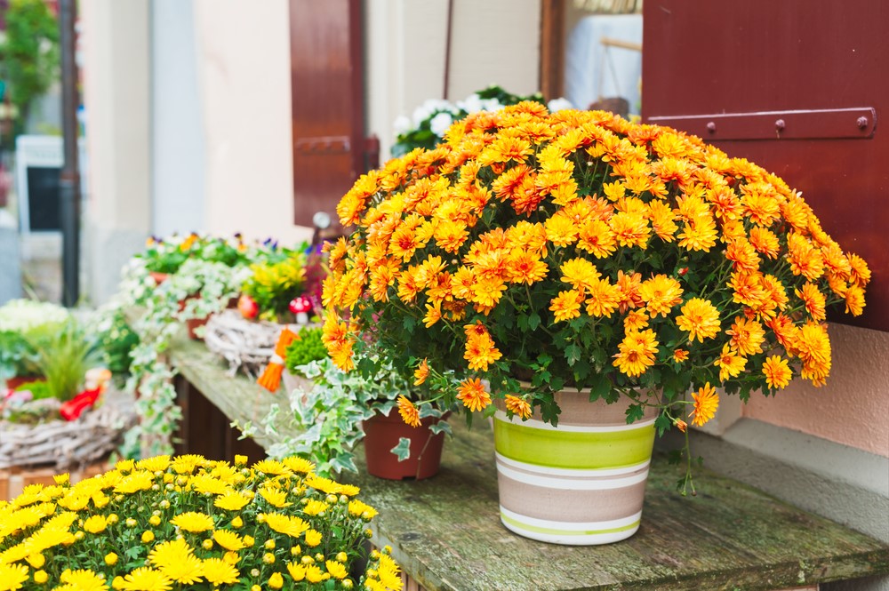 mum flowers chrysanthemums